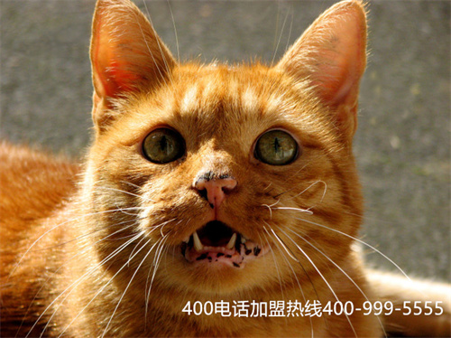 (電信400客服)(云南昆明電信400電話指什么)